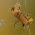 camelspider