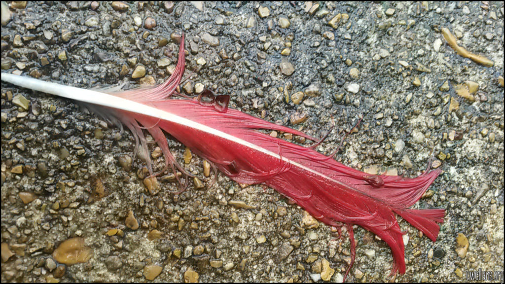 A red feather on wet concrete.