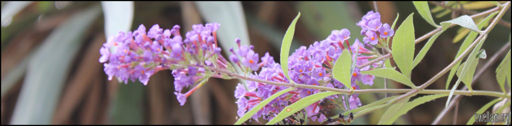 A branch of little purple flowers with green leaves.